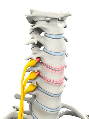 Cervical Spine Anatomy